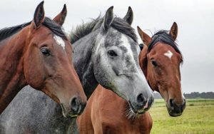 close up of three horses standing in a field